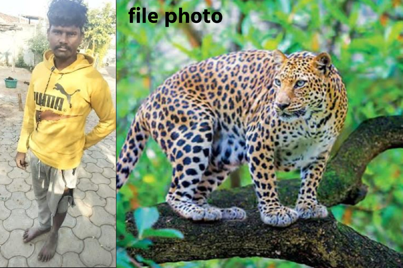 Breaking News – वडगांव तांडा में दिल दहला देने वाली घटना ! तेंदुए का जानलेवा हमला – किसान ने मौत को दी मात!